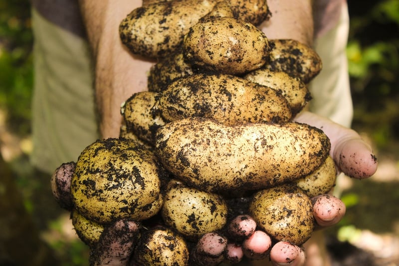 Healthy Soil